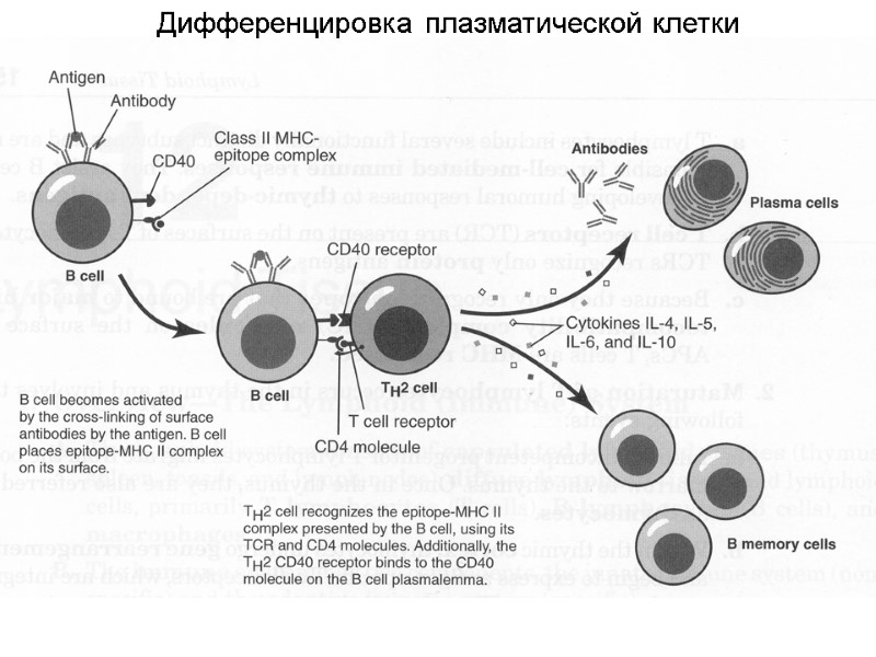 Дифференцировка плазматической клетки